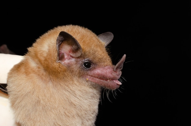 Pipistrello brasiliano, pipistrello nettare di dekeyser