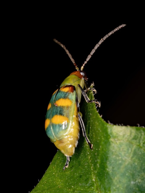 Diabrotica speciosa 종의 브라질 딱정벌레