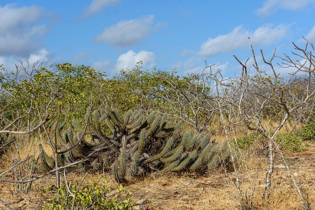 Фото Бразильский биом caatinga типичная растительность с кактусом xiquexique в штате параиба бразилия