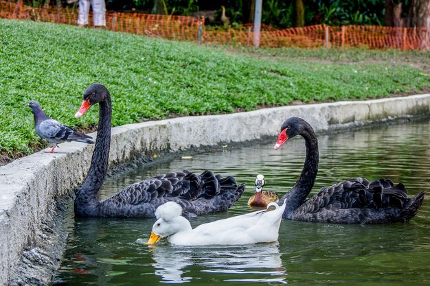 Brazilian birds outdoors