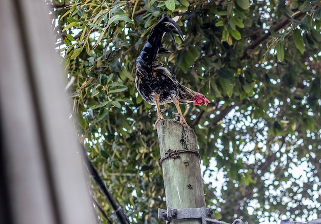 Brazilian birds outdoors