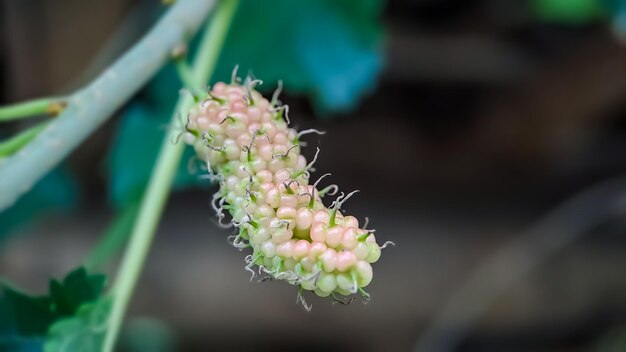 Photo brazilian blackberry morus celtidifolia on mulberry close up macro photo of brazilian blackberry or mulberry