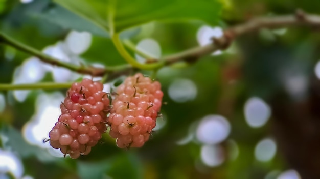 Photo brazilian blackberry morus celtidifolia on mulberry close up macro photo of brazilian blackberry or mulberry
