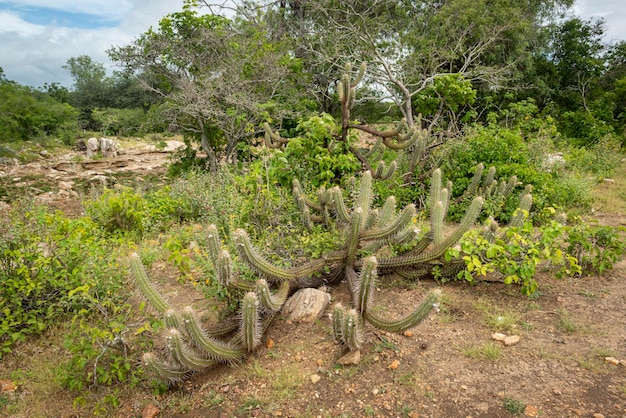 Bioma brasiliano della caatinga nella stagione delle piogge cactus e fiori a cabaceiras paraiba brasile