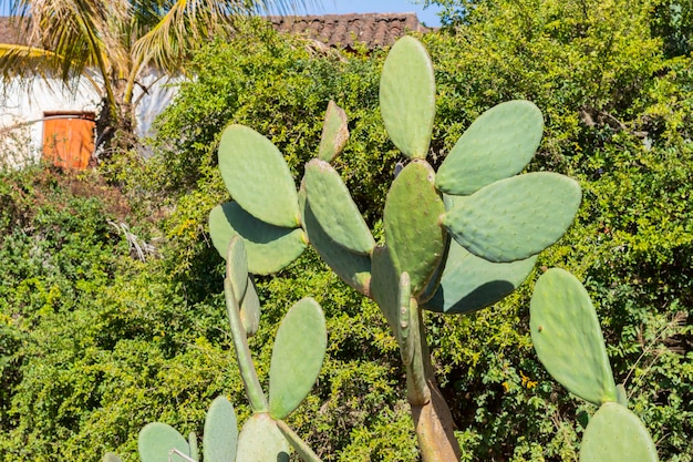 Brazilian Cactus Tree