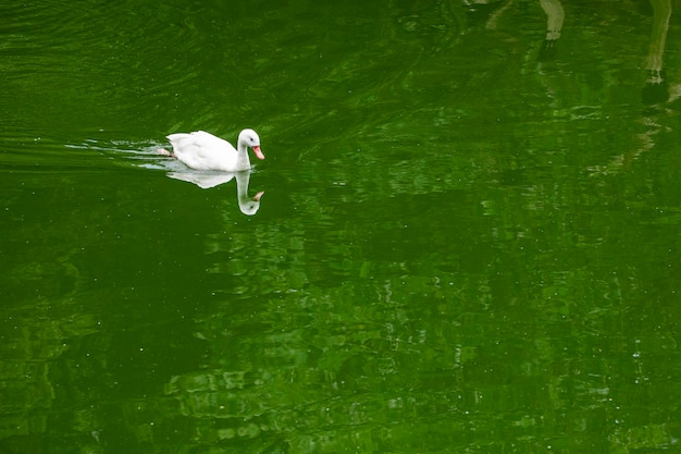 ブラジルのナキアヒルは、主に装飾用またはペットとして飼育されているアヒルのバンタム種です。ナキアヒルは他のアヒルの品種と似ていますが、サイズが小さくなっています。