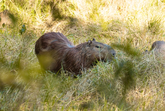 Brazilian Capivara in your natural habitat.