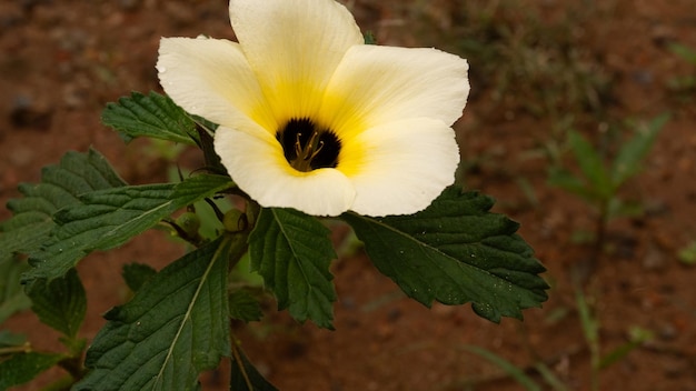 Foto fiori di cerrado brasiliano