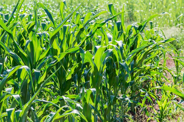 Photo brazilian cornfield plantation