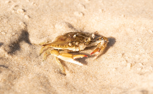 Brazilian crab on Brazilian beach.