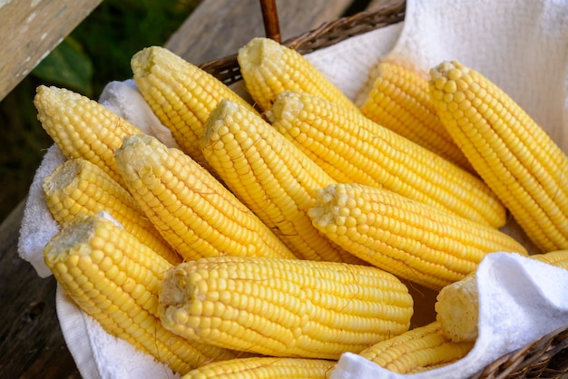 Brazilian fresh organic corn cobs in a basket