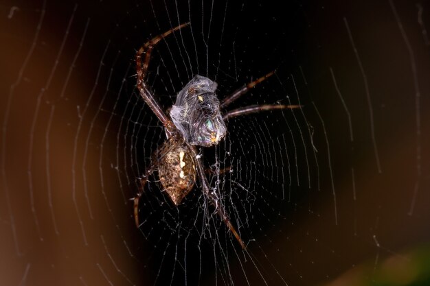 Argiope 속의 브라질 정원 Orbweaver