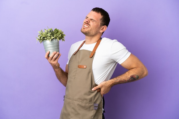 Brazilian Gardener man holding a plant over isolated purple background suffering from backache for having made an effort