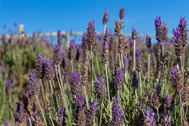 Photo brazilian lavender flowers