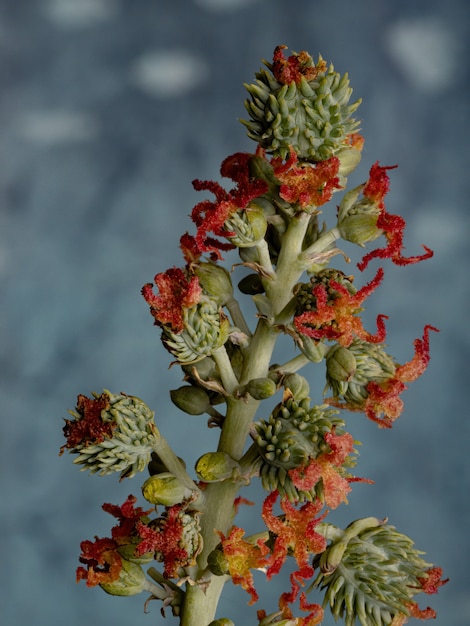 Бразильская мамона вида Ricinus communis