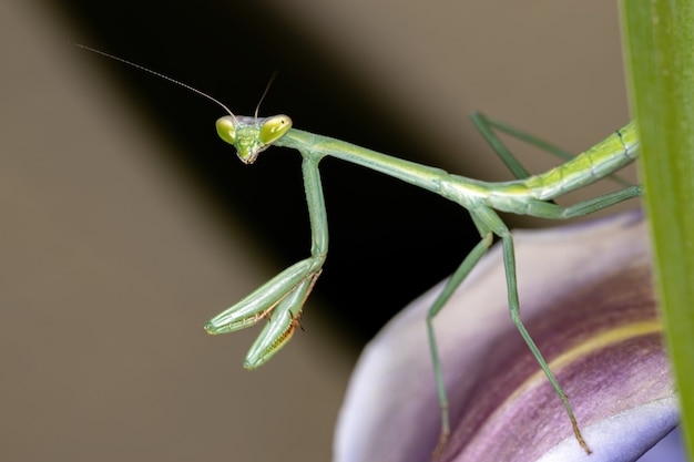 Photo brazilian mantid of the genus oxyopsis