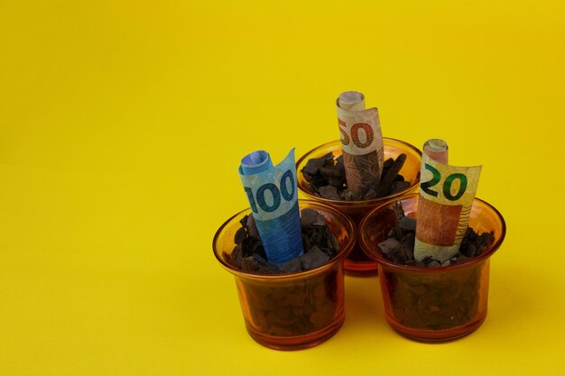 Brazilian money planted in a pot or vaze over yellow background