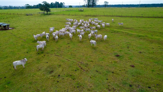 農場のブラジルのネロール牛。空撮