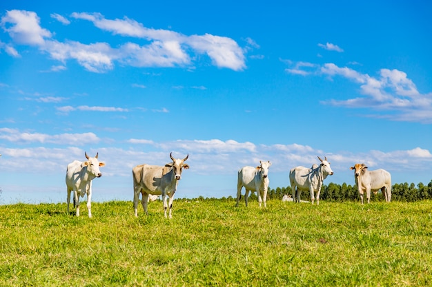 ブラジルのネロア牛の牧草地
