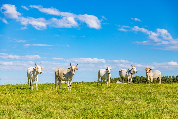 Brazilian nelore catle on pasture