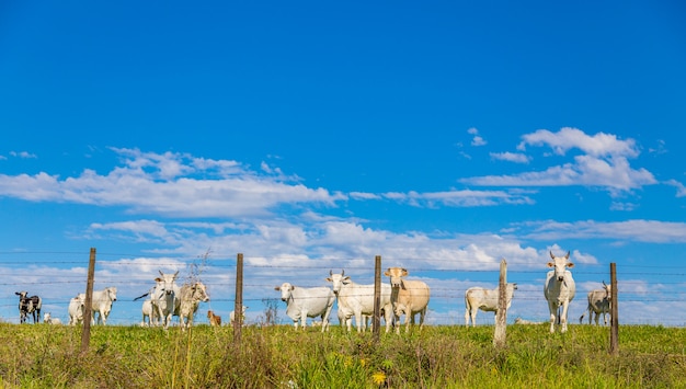 Brazilian nelore catle on pasture