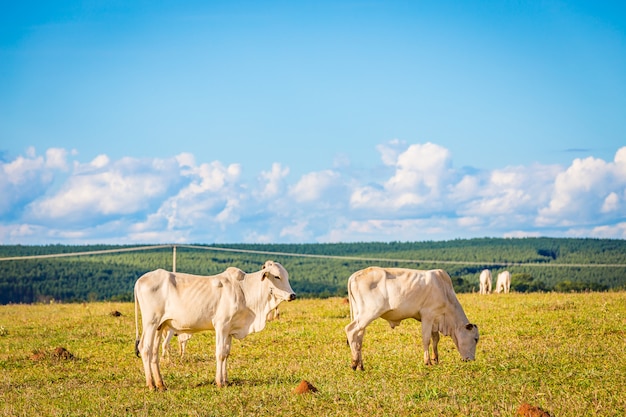 Brazilian nelore catle on pasture