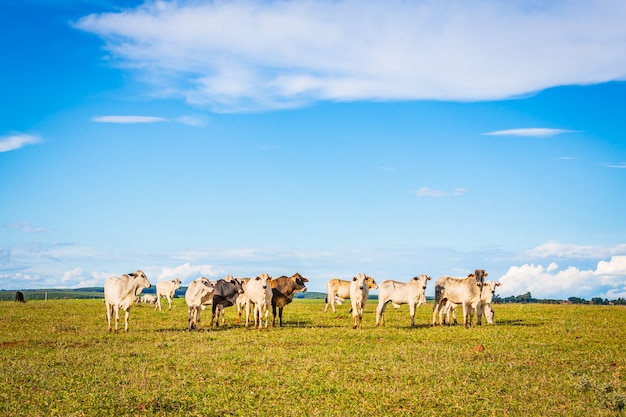 Brazilian nelore catle on pasture