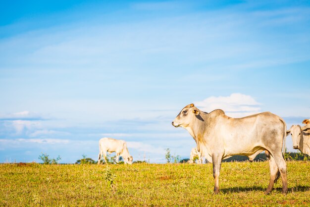 Brazilian nelore catle on pasture