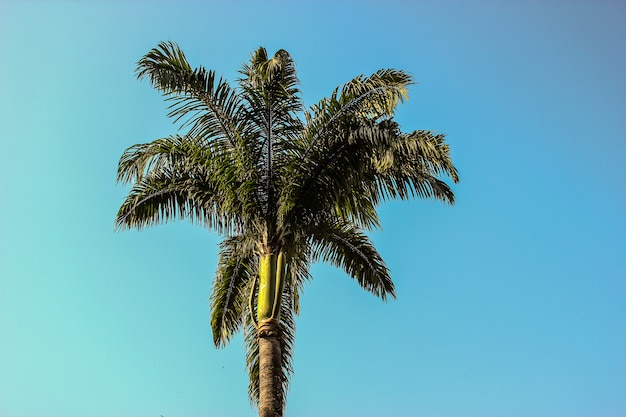 Brazilian palm tree