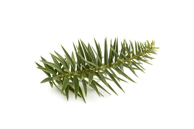 Brazilian pine twig isolated on white background. Araucaria angustifolia