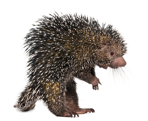 Brazilian Porcupine, Coendou prehensilis, standing ion white isolated