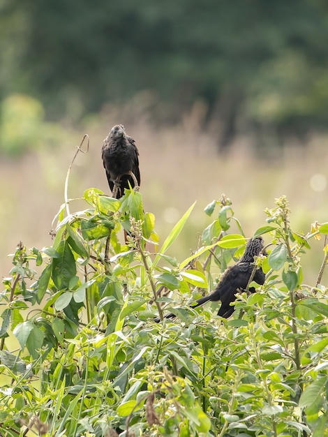 Бразильский гладкоклювый ани вида Crotophaga ani