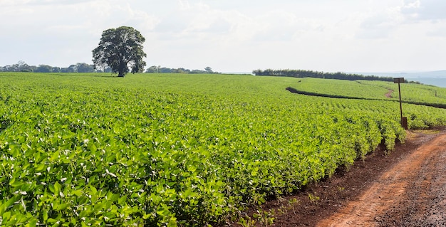 Photo brazilian soy plantation on sunny day