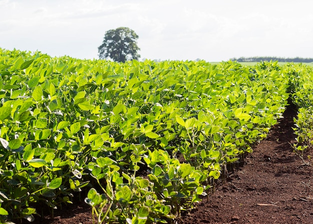 Brazilian soy plantation on sunny day