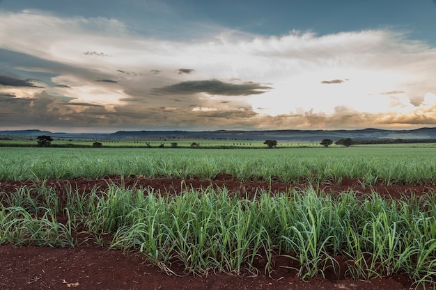 Brazilian Sugar cane fields on sun set.