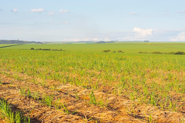 Piantagione di canna da zucchero brasiliana in una giornata di sole