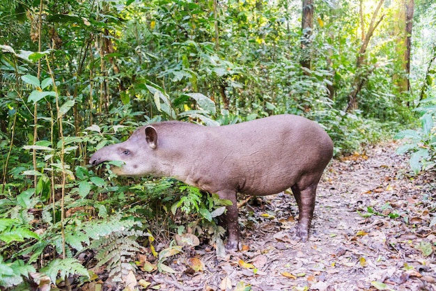 ブラジルのタピールがマディディ国立公園で植物を食べる