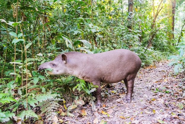 Foto tapir brasiliano che mangia piante nel parco nazionale di madidi