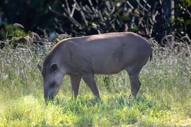 Brazilian Tapir Tapirus terrestris grazing alone in selective focus