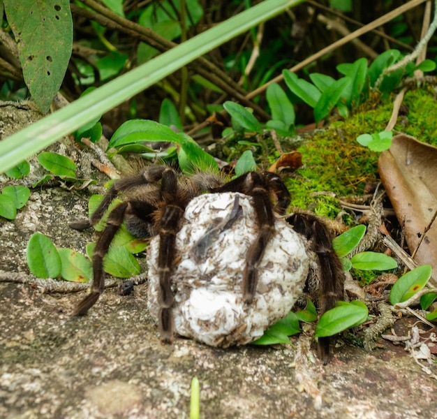 Photo brazilian tarantula spider theraphosidae with egg sac on its paws