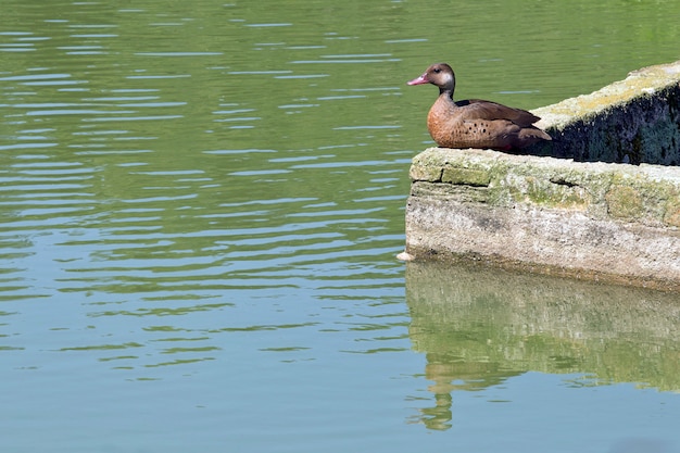 Brazilian teal resting on lake shore moat wall