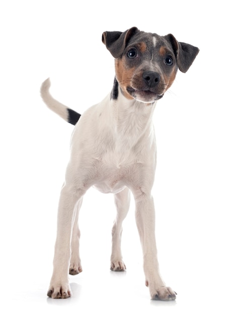 Brazilian terrier in front of white surface