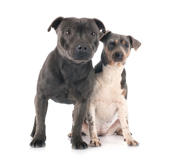 Terrier brasiliano e personale