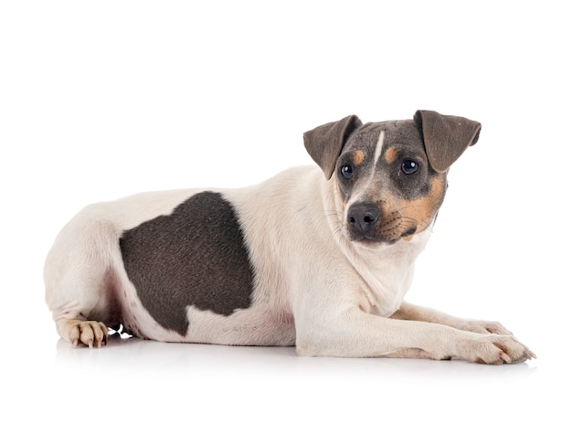 Brazilian terrier on white background