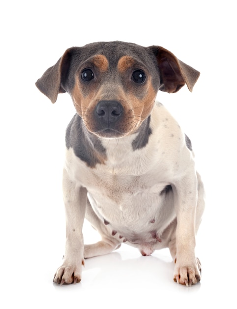 Brazilian terrier on white isolated