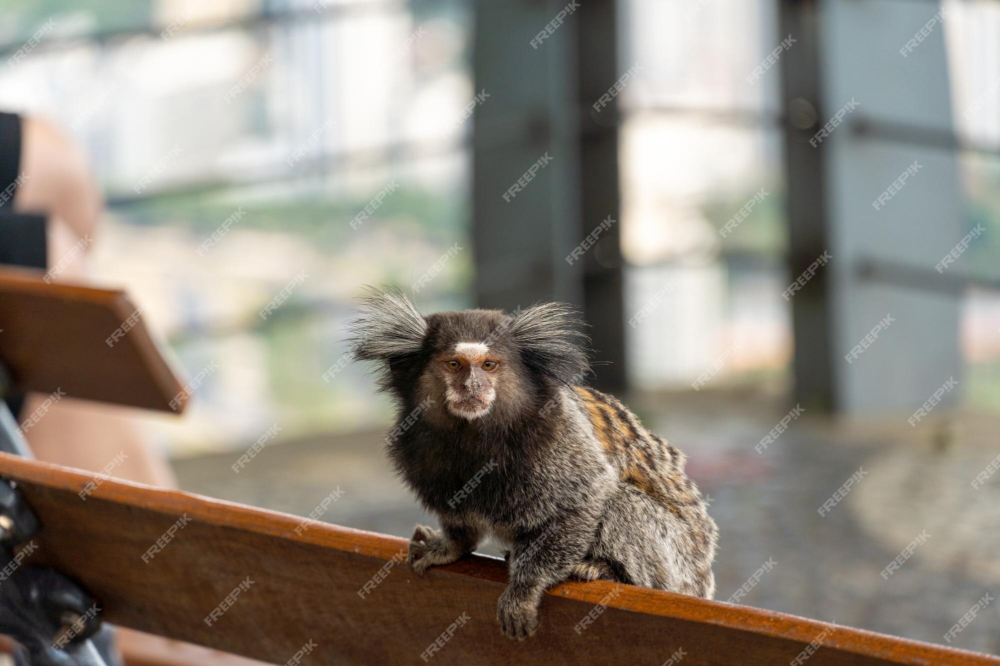 Sagui Monkey In The Wild Rio De Janeiro Brazil Stock Photo