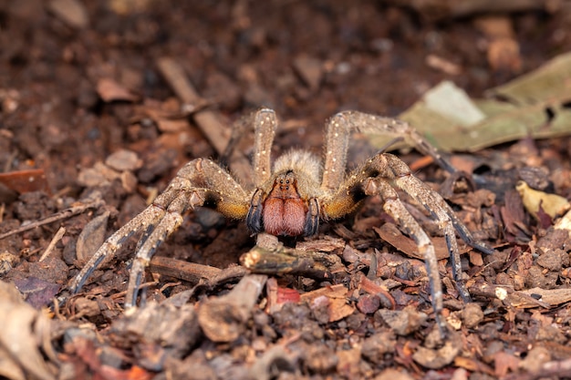 Photo brazilian wandering spider phoneutria nigriventer