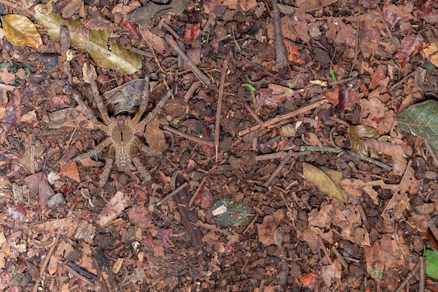 Brazilian wandering spider Phoneutria nigriventer