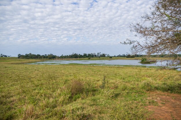 Brazilian wetland image