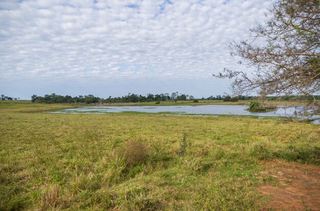 Immagine delle zone umide brasiliane